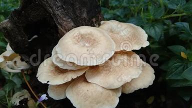 自然界背景中的毒蘑菇.. 蘑菇<strong>通常</strong>在雨季长大。